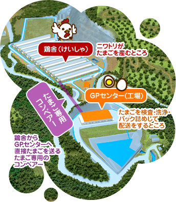 たまごができるまで